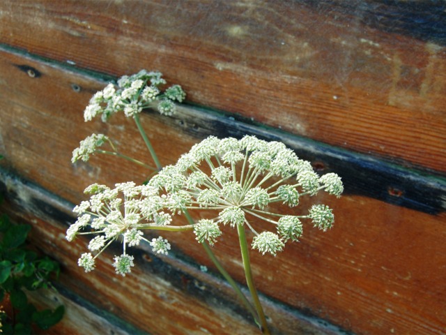 Ombelles de Carum carvi (cumin des prés)