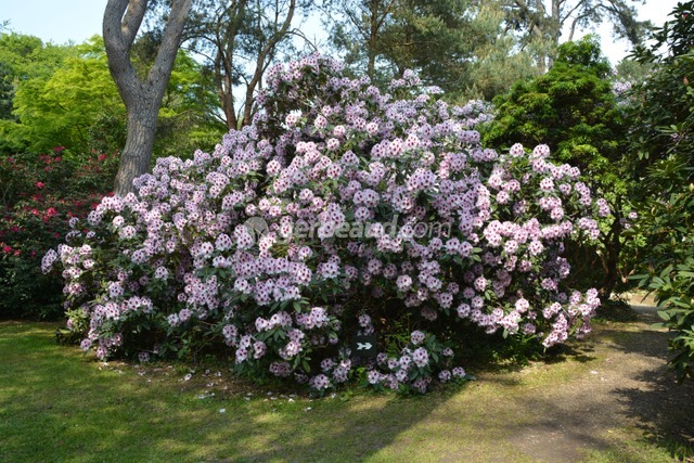 cliquez pour voir la suite Le parc et ses rhododendrons en pleine floraison