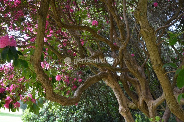 Rhododendron décoratif pour sa ramure et ses fleurs