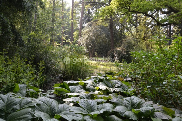 Rodgersia et osmonde royale