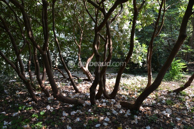 Ramure sculpturale des rhododendrons