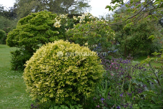 Topiaire de buis doré, ancolies et rosier jaune