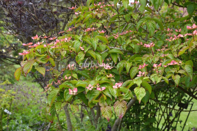 Cornus kousa 'Satomi'
