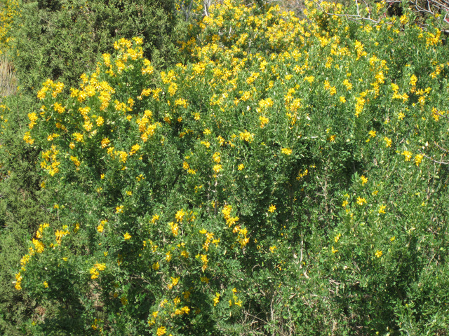 Luzerne arborescente, Medicago arborea
