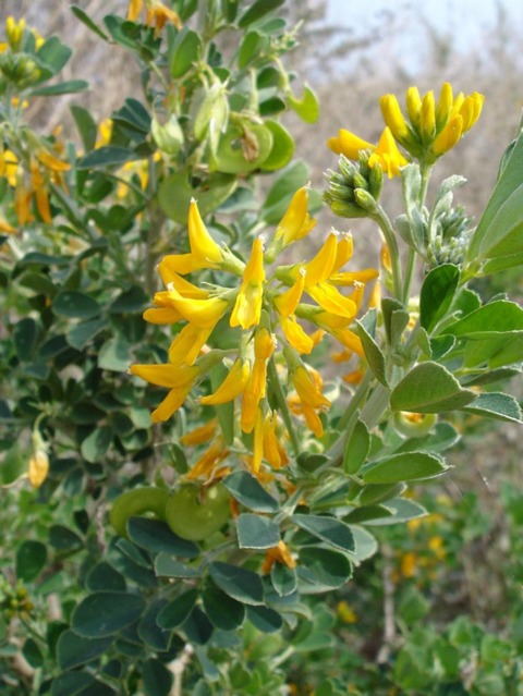 Medicago arborea : fleurs et feuillage
