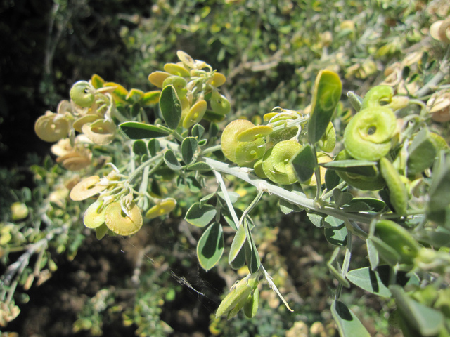 Medicago arborea : fruits