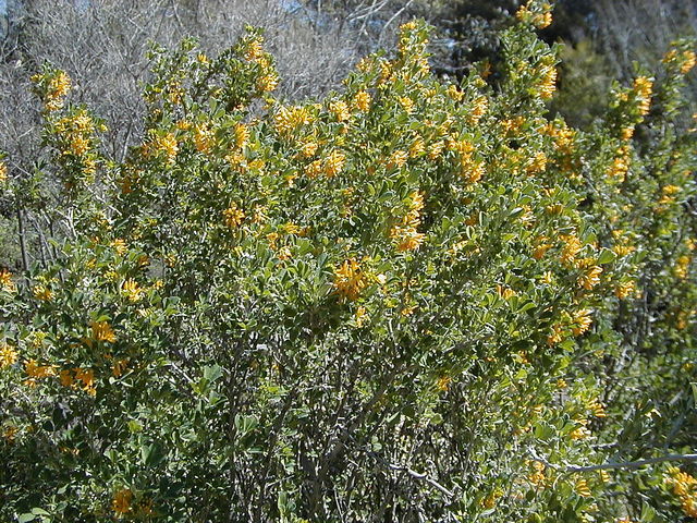 Luzerne arborescente, Medicago arborea
