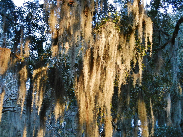 Tillandsia usneoides, mousse espagnole
