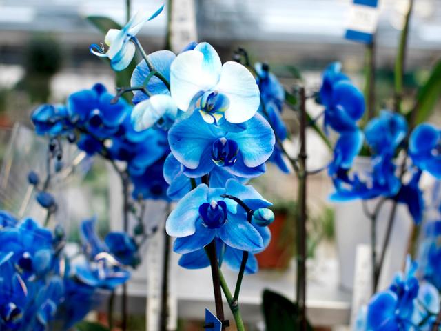 L'orchidée bleue