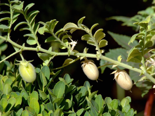 Culture du piment : variétés, plantation, entretien, récolte - Terre Vivante