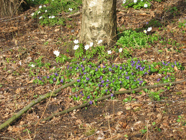 Viola odorata, violette odorante : semis, plantation, culture, entretien