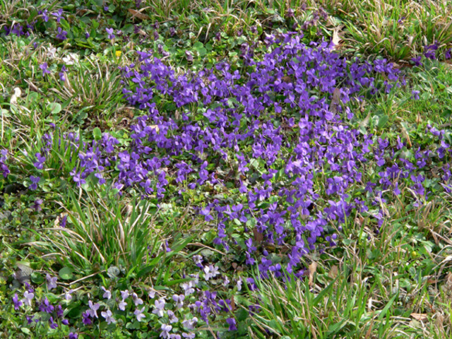 Viola odorata, violette odorante : semis, plantation, culture, entretien