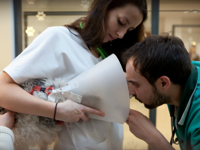 Soins vétérinaires chez un chien