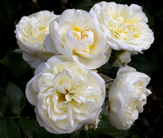 Rosier à massif Lady ROMANTICA® Meiperette (Meilland)