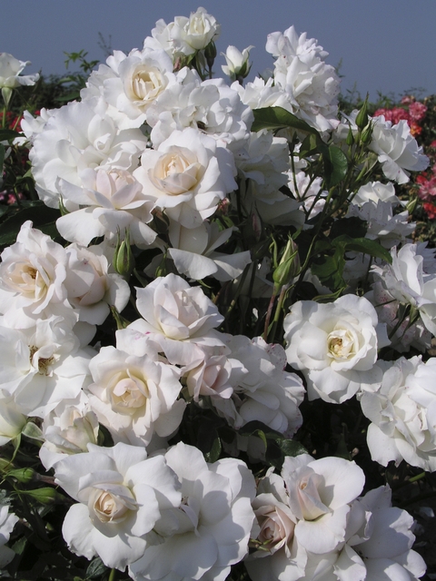 10 Rosier à Massifs Fleurs Groupées Candeur® Delcande Delbard Les Plus