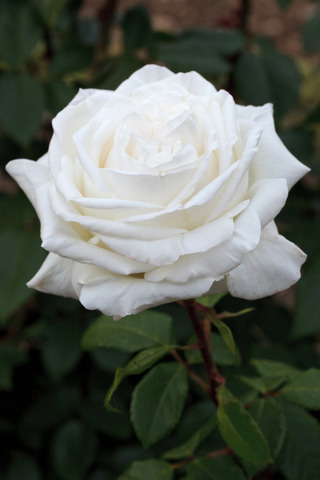 Rosier à grandes fleurs PIERRE ARDITI® Meicalanq (Meilland)