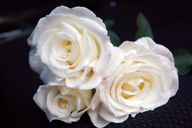 Rosier à grandes fleurs Frédéric Dard® Guifrédar (Massad-Guillot)