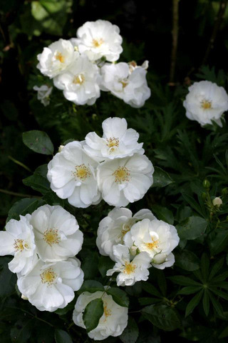 Rosier Décorosiers® Opalia® Noaschnee (Noack-Guillot)