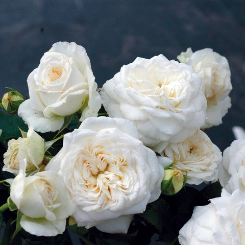 Rosier à grandes fleurs parfumé Blanche de Castille® JACfabco (Jackson & Perkins-Guillot)