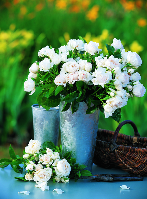 Rosier buisson à fleurs groupées Dominique Loiseau® delolia (Delbard)