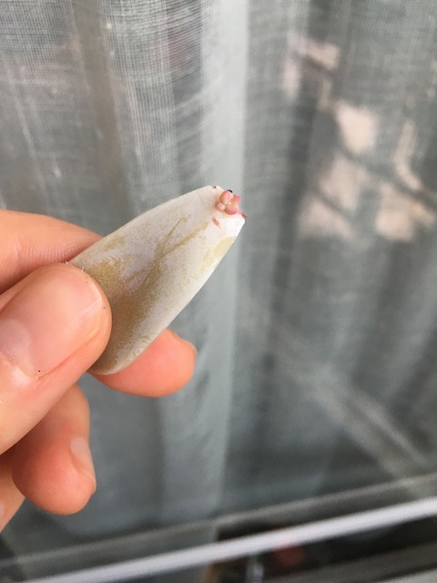 Bouture de feuille de graptopetalum