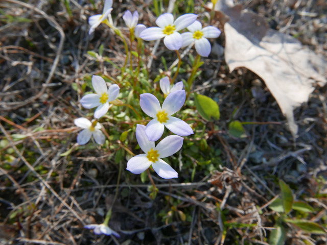 Houstonia caerulea, houstonie bleue
