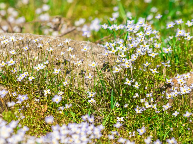 Houstonia caerulea
