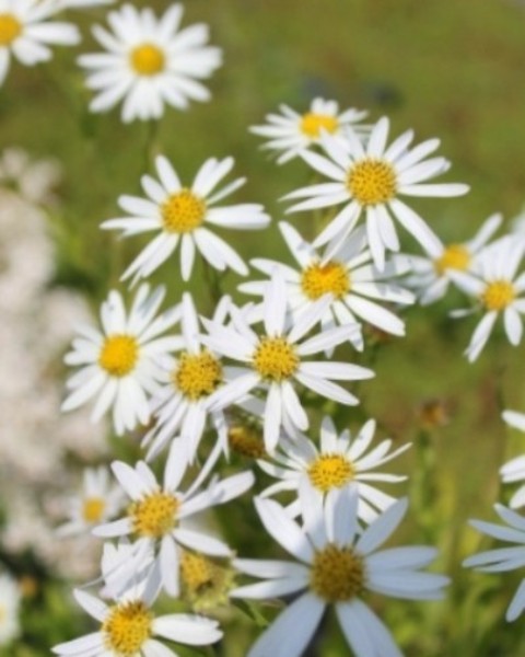 Kalimeris incisa 'alba'