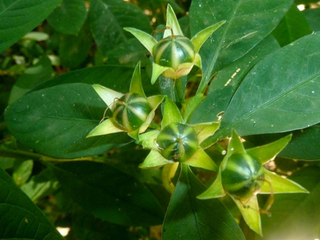 Reinwardtia indica, lin jaune arbustif