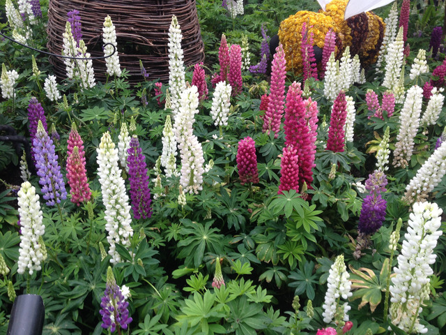 Lupins