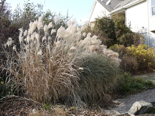 Miscanthus sinensis