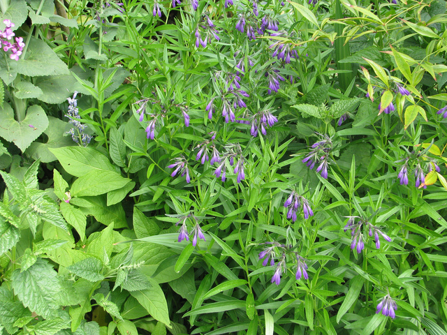 Moltkia doerfleri
