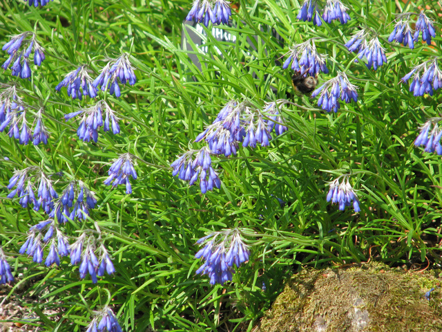 Moltkia x intermedia