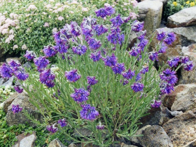 Moltkia petraea dans une rocaille