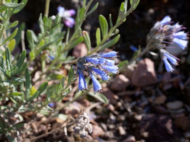 Moltkia suffruticosa