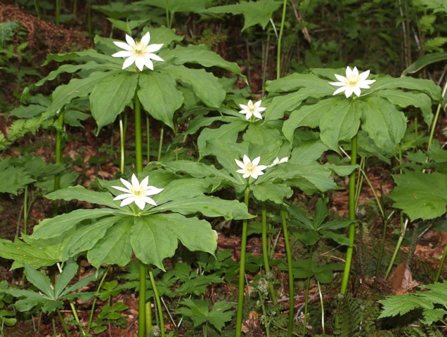 Paris japonica en sous-bois