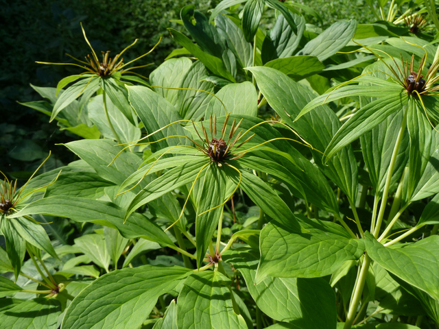 Paris polyphylla