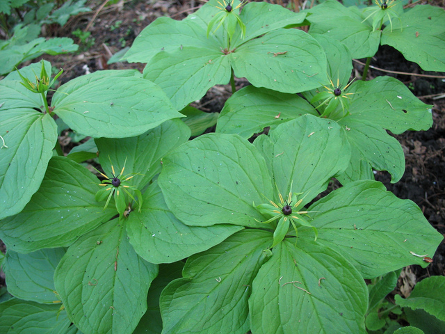 Paris quadrifolia