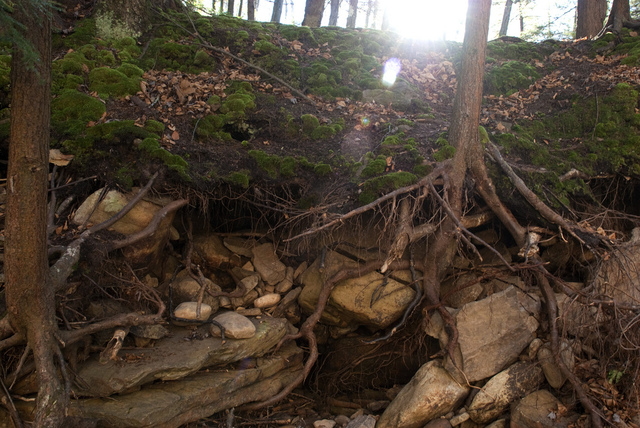 Racines d'arbres en sous-sol