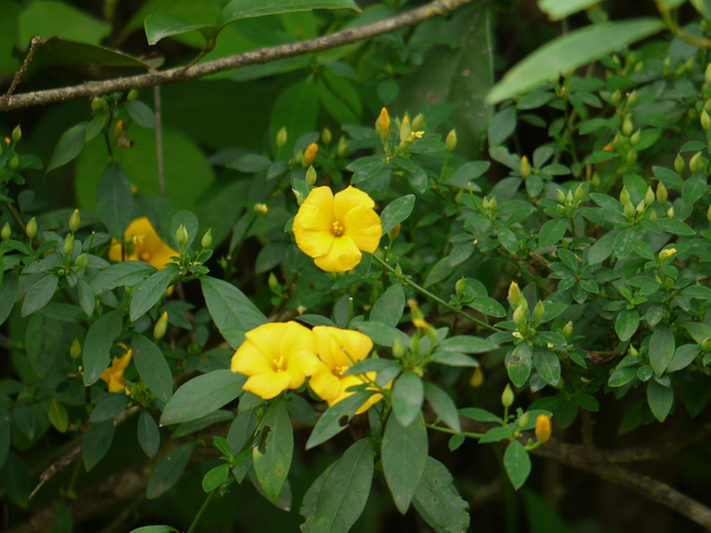 Reinwardtia indica, lin jaune arbustif