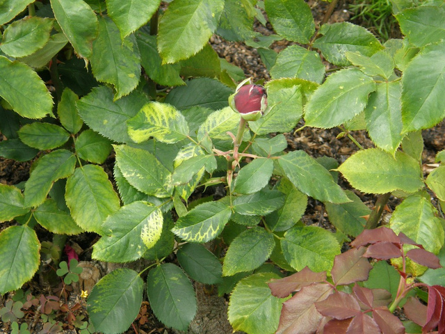 Rosier atteint du virus de la mosaïque du rosier