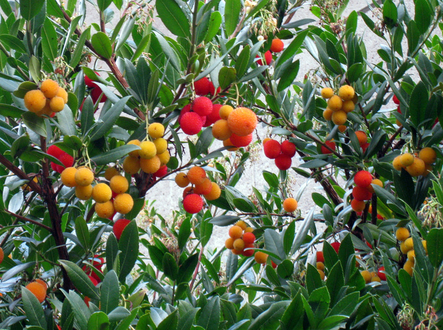 Arbousier, Arbutus unedo : fruits