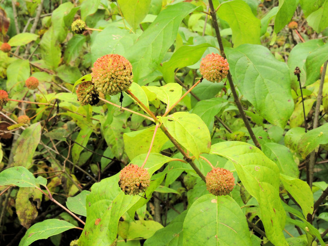 Cephalanthus occidentalis : fruits en octobre