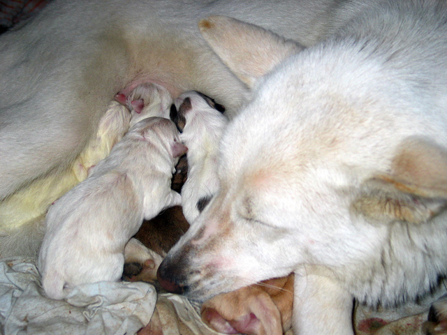 Chiots nouveaux-nés