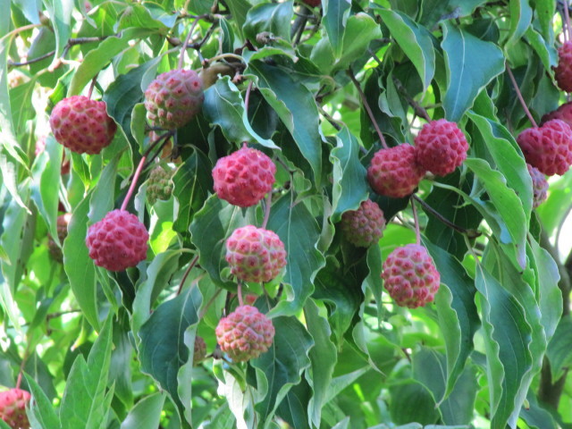 Cornus kousa : fruits en septembre