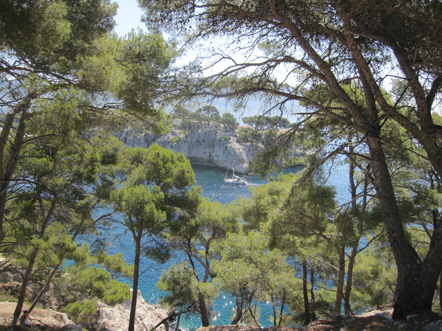 Pinus halepensis, pin d'Alep dans les calanques de Cassis