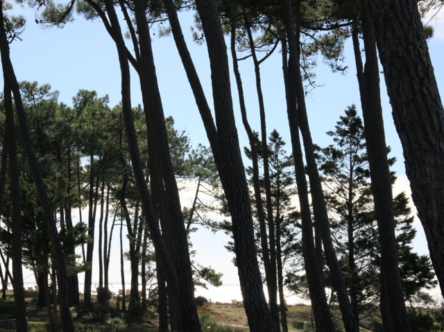 Pin maritime (Pinus pinaster) dans les Landes 