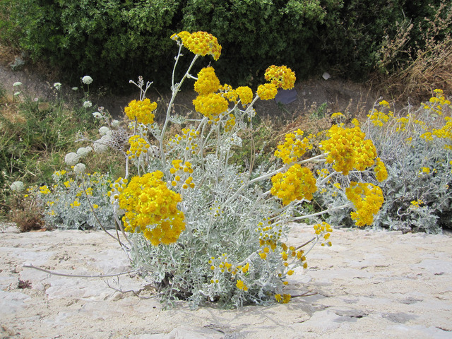 Jacobaea maritima, cinéraire maritime