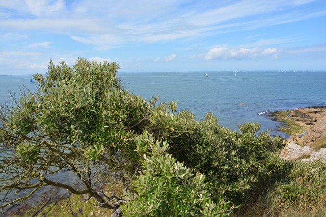 Quercus ilex, chêne vert sur la côte