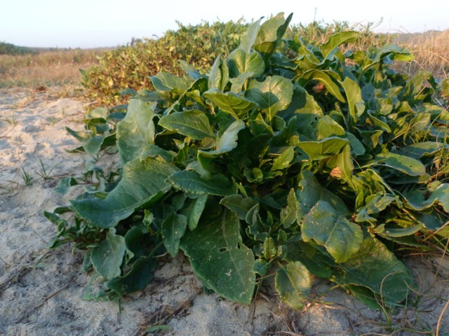Beta vulgaris subsp. maritima (Bette maritime)